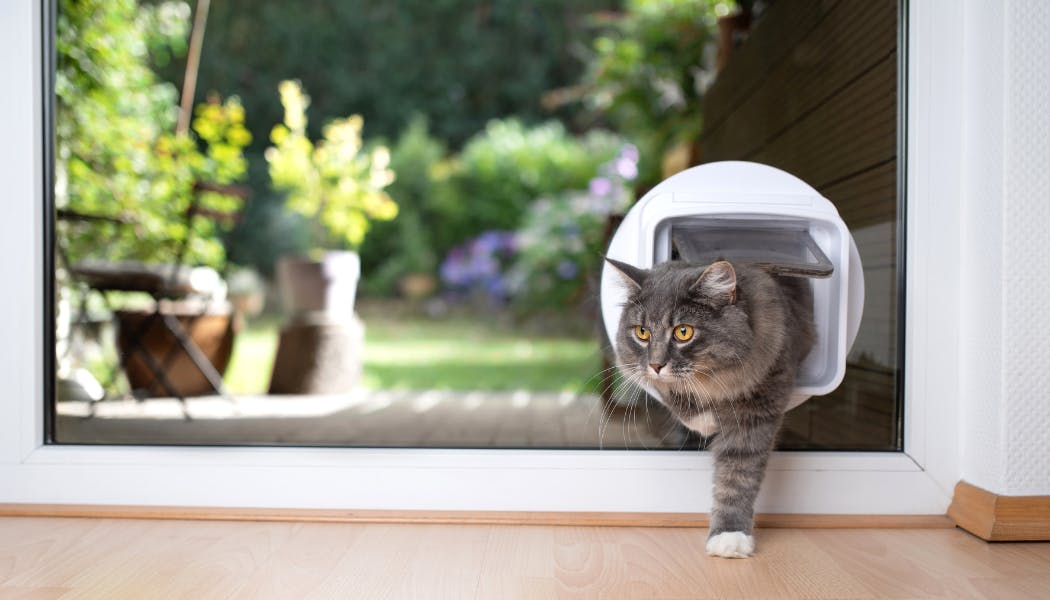 The Best Microchip Cat Flaps for Your Home